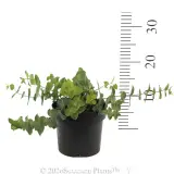 Diggers Speedwell Peninsula Blue - Reference photo