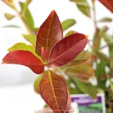 Sweet Viburnum 'Coppertop' - Product photo