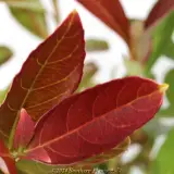 Sweet Viburnum 'Coppertop' - Reference photo