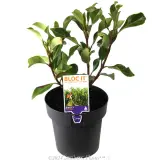 Viburnum 'Awabuki' - Plant photo