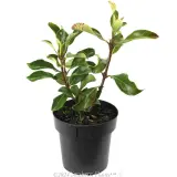 Viburnum 'Awabuki' - Alternate photo