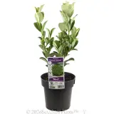 Viburnum 'Dense Fence™' - Plant photo