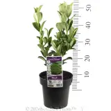 Viburnum 'Dense Fence™' - Product photo