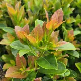 Viburnum 'Dense Fence™' - Detail photo
