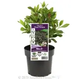 Laurustinus Eve Prince - Plant photo