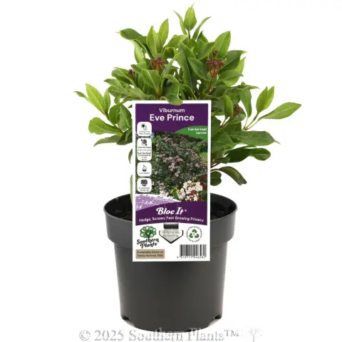 Laurustinus Eve Prince