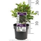 Laurustinus Eve Prince - Product photo