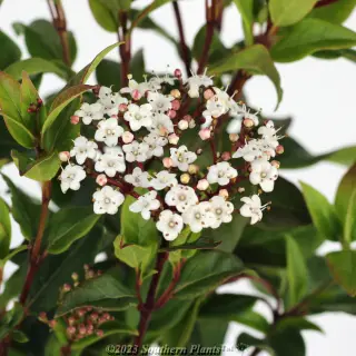 Viburnum 'Eve Prince' — Plant detail
