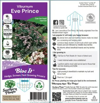 Viburnum 'Eve Prince' — Label front