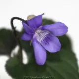 Labrador Violet - Product photo