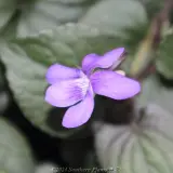 Labrador Violet - Reference photo