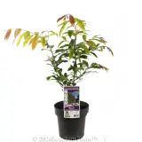 Weeping Lilly Pilly - Plant photo