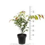 Weeping Lilly Pilly - Reference photo