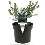 Westringia Blue Gem™ - Plant photo