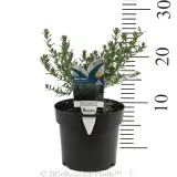Westringia Blue Gem™ - Product photo