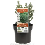 Westringia Grey Box™ - Plant photo