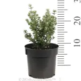 Westringia Grey Box™ - Reference photo