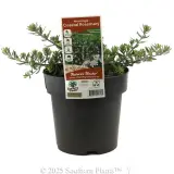 Coast Rosemary or Native Rosemary - Plant photo