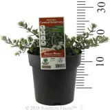 Coast Rosemary or Native Rosemary - Product photo