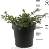 Coast Rosemary or Native Rosemary - Reference photo