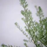 Coast Rosemary or Native Rosemary - Plant photo