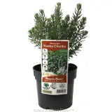 Westringia Funky Chunky - Coastal Rosemary - Plant photo