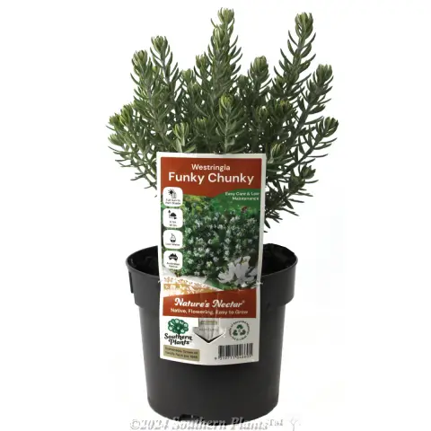 Westringia Funky Chunky - Coastal Rosemary