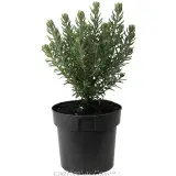 Westringia Funky Chunky - Coastal Rosemary - Alternate photo