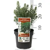 Westringia Funky Chunky - Coastal Rosemary - Product photo