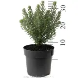 Westringia Funky Chunky - Coastal Rosemary - Reference photo