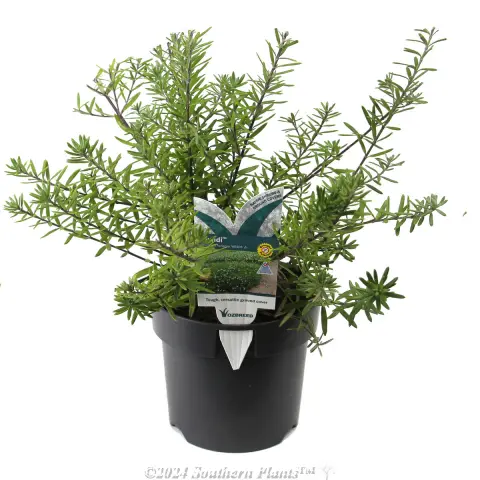 Westringia 'Mundi™'