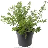 Westringia 'Mundi™' - Alternate photo