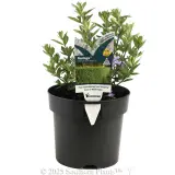 Westringia Naringa™ - Plant photo