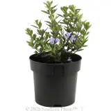 Westringia Naringa™ - Alternate photo