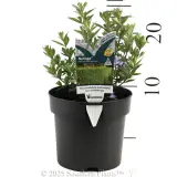 Westringia Naringa™ - Product photo