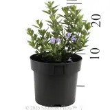 Westringia Naringa™ - Reference photo
