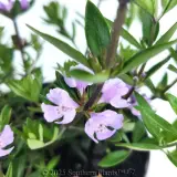 Westringia Naringa™ - Detail photo