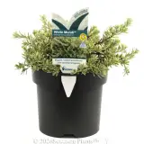 Westringia 'White Mundi™' - Plant photo