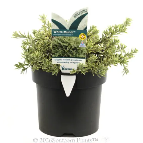 Westringia 'White Mundi™'