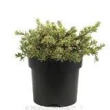 Westringia 'White Mundi™' - Alternate photo