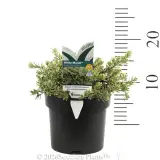 Westringia 'White Mundi™' - Product photo