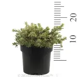 Westringia 'White Mundi™' - Reference photo