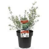 Coastal Rosemary - Plant photo