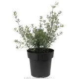 Coastal Rosemary - Alternate photo