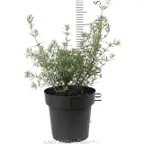 Coastal Rosemary - Reference photo