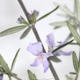 Coastal Rosemary - Detail photo