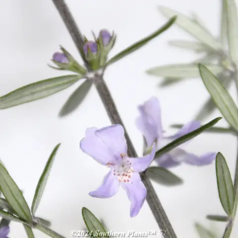 Coastal Rosemary