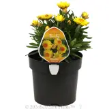 Xeronidium Unity Everlasting Daisy - Plant photo