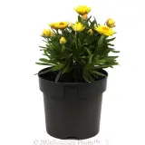 Xeronidium Unity Everlasting Daisy - Alternate photo