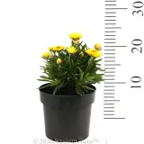 Xeronidium Unity Everlasting Daisy - Reference photo
